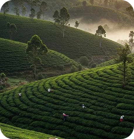 Munnar: Kerala's Tea Hills