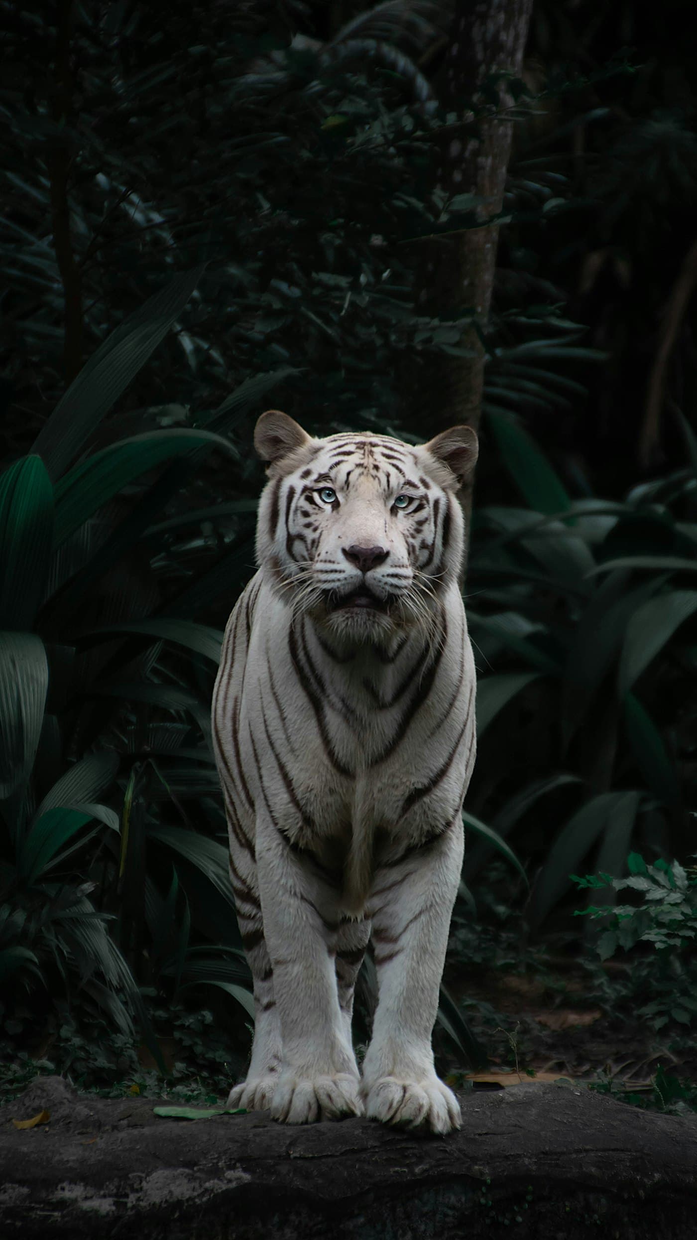 Ranthambore Travel Guide: Rajasthan's Tiger Reserve