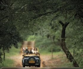 A wildlife safari jeep in a forest reserve